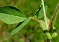 Blade Petiole leaf stalk; leaf is Sessile if