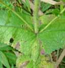 surrounds stem Perfoliate leaf surrounds stem
