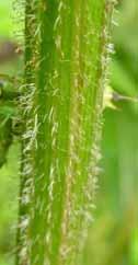 Prickly Stem sharp or prickly outgrowth from