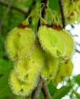 (Fabaceae Pea or Bean Family) Capsule