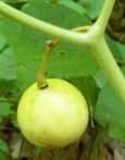 fruit, usually one-seeded,