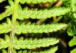 Basic Fern Morphology Leaves Pinnate