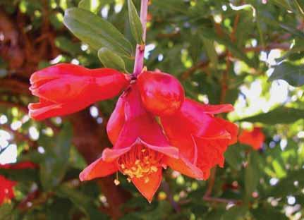 Flowering in Pomegranate Andromonoecy