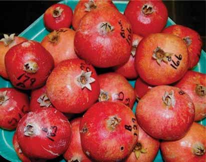 What characters determine fruit size in pomegranate? What makes a big fruit big, and a small fruit small? Do peel:arils ratios change with fruit size?