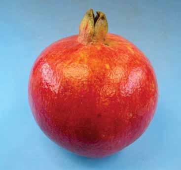 Fruit Characteristics 1) Whole fruit fresh weight 2) Fruit width (avg.