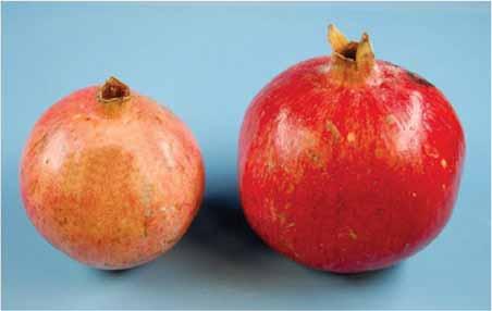 a fruit, not aril size. Bigger fruit have more arils.