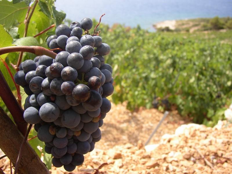 Croatian wines selection of Gulet Stella Maris Croatian wine has a history dating back to the Ancient Greek settlers, and their wine production on the southern Dalmatian islands of Vis, Hvar and