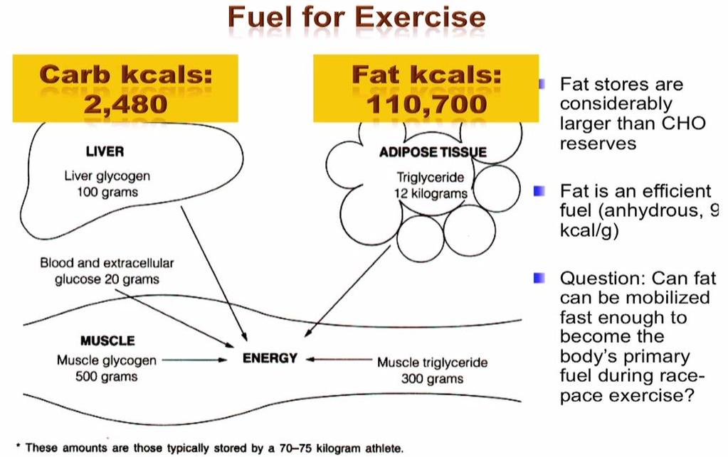 High Fat = predictable energy Why do we store so much fat? Burns clean How do we access this energy?