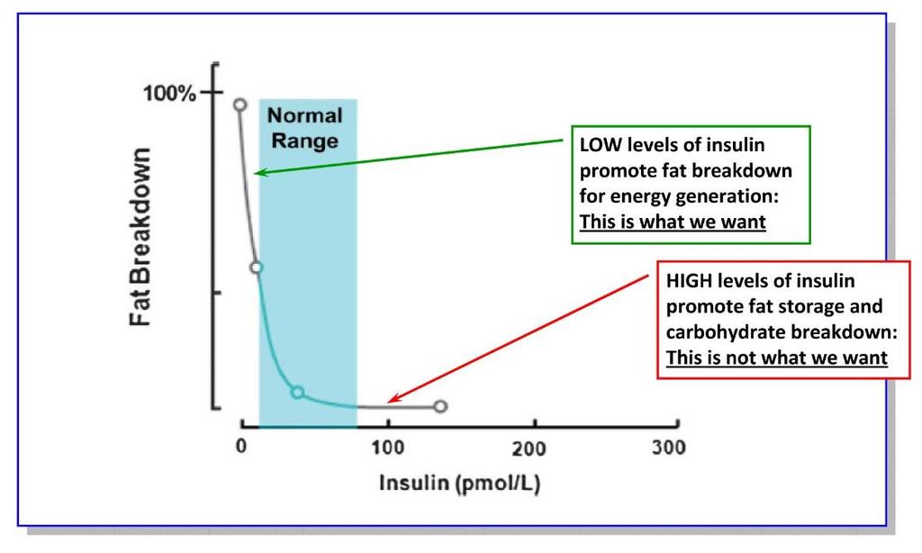 Insulin Insulin plays the central role in fat metabolism. When insulin levels are elevated, the body goes into storage mode not just of carbohydrates but also fat.