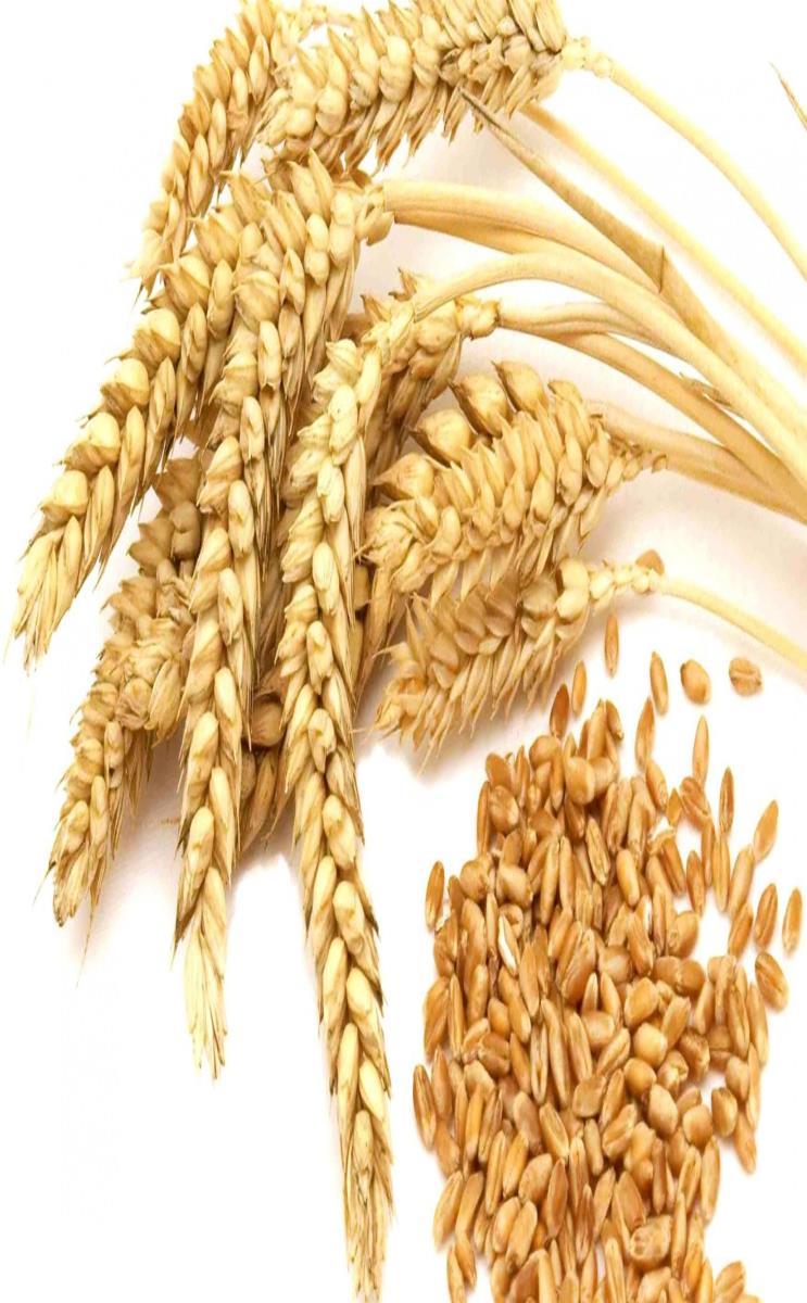 Wheat Allergy The most common reactions are: Immediate type allergy to wheat Delayed allergy
