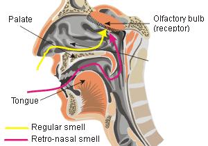 Physiology of Smell 2 Ways to smell Through the nose to olfactory epithelium