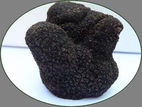 Why do we like eating truffles?