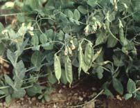 Pea Origin and Domestication Wild progenitors unknown Assumed center of origin i is central lasia and/or the Mediterranean region Among the oldest cultivated plants