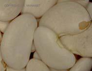 Lima Bean Use and production Subsistence crop in South America, Africa, Asia Used as a major pulse crop in
