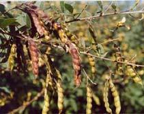 Crotalaria juncea (sun hemp, Indian hemp) Herb Fiber, green manure India, Pakistan, Bangladesh, Brazil Origin: India Other: Seeds are poisonous to