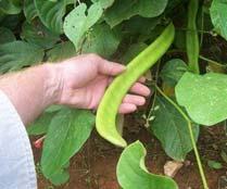 Canavalia ensiformis (jack bean) Form: Herb Uses: Erosion control, green manure, food Grown: