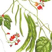make dhal Phaseolus coccineus (scarlet runner bean) (scarlet runner bean) Form: Herb, perennial