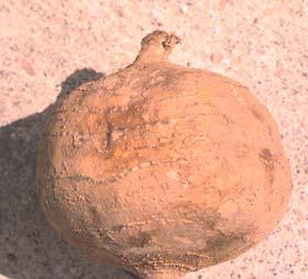Pachyrhizus erosus (yam bean, jicama, sen kuang) Form: Herb Use: Food Grown: Mexico,