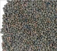 culinaris (lentil, masur dhal) Form: Herb Uses: Food Grown: Middle East, India, warm