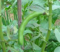 crop Vicia faba (broadbean, faba bean) Form: Herb Uses: Food, forage, green manure Grown: