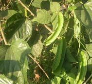 Psophocarpus tetragonolobus (winged bean) Form: Herb Use: Food Grown: Indonesia, New Guinea, Burma, Thailand, Malaysia Origin: East Africa Other: Entire plant is edible Multiple Food Uses of Winged