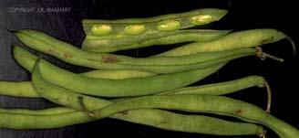 Most Widely Grown Food Bean Phaseolus vulgaris pulse/vegetable Peas Pisum sativum pulse, vegetable Chickpea Cicer arietinum