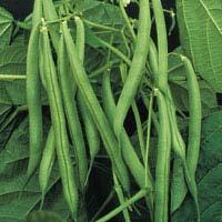 Bean Growth Habit Production System Bush beans (determinate) Utilized in modern-intensive production Suitable for once-over machine harvest Pole beans (indeterminate) Utilized in market garden and