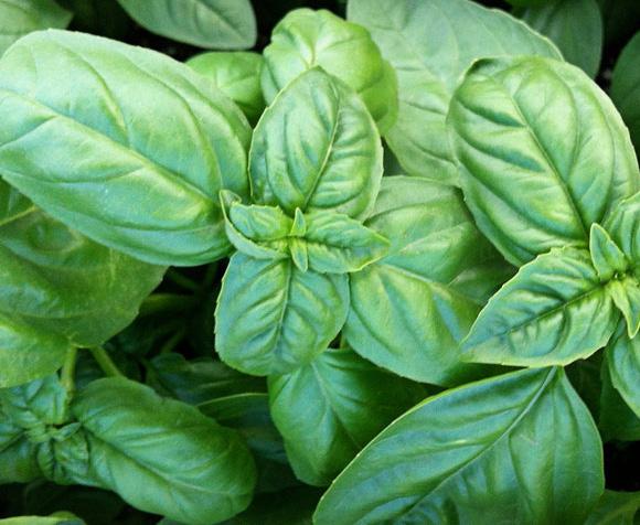 A great selection for pesto and Italian cuisine, perfect for when you need a large amount of basil on hand. Sweeter fragrance and flavor than Genovese.