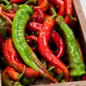 This early variety ripens more quickly than many jalapeño varieties, with a large and continuous harvest.