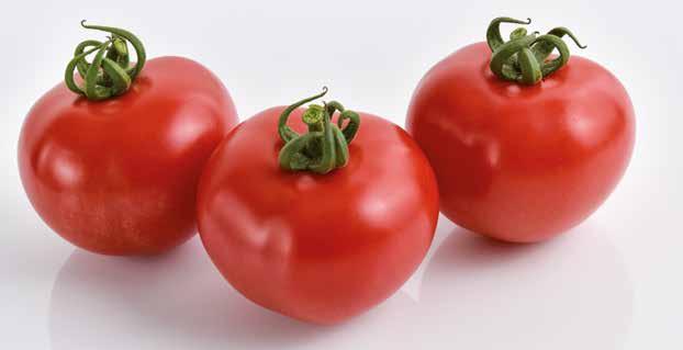 ADRIATYCO CF516 HF1 The Pinton tomato with quality and resistances ToMV:0-2/Va:0/Vd:0/Fol:0,1/Forl/Pf:A-E/TSWV(0) /TYLCV INTYSAR V475 HF1 High yield and good post-harvest shelf-life
