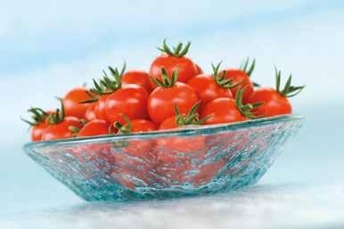 For non-heated or heated protected crop production, in soil or hydroponic. Cherry tomato for loose harvest, combining taste quality, productivity and resistance to TYLCV.