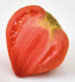 CAURALINA HF1 The garden-fresh flavour of tomato ToMV:0-2/For/Fol:0 Heart-shaped tomato which combines yield and flavour in every season. Very attractive red coloured fruit.
