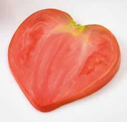 DCC551*HF1 NEW BARTOLINA HF1 New heart-shaped tomato with high yield and powdery mildew resistance Tasteful pear-shaped tomato resistant to TSWV ToMV:0-2/Fol:0,1/Pf:A-E On