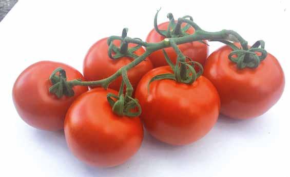 G541*HF1 The premium cluster tomato ToMV:0-2/Va:0/Vd:0/Fol:0,1/For/Pf:A-E Cluster tomato with a very balanced flavor profile between sweetness and acidity, crunchy and juicy.