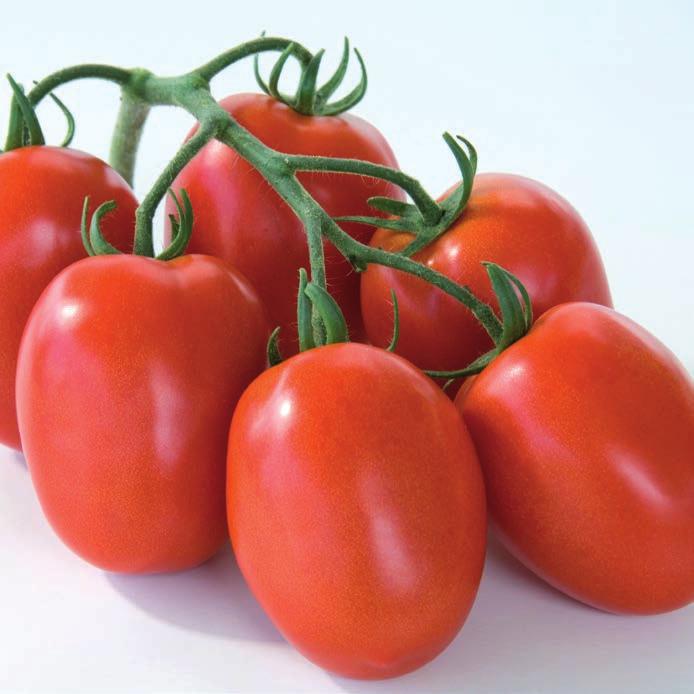 CYCLADE HF1 The truss plum tomato for big size CLANIO HF1 The new San Marzano type ToMV:0-2/Va:0/Vd:0/Fol:0,1 AUBADE HF1 New plum truss bred for the North Plum tomato for truss harvest, combining