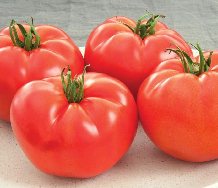 round CANTYCA BAPTYSTA BIGARA CANTYCA HF1 BAPTYSTA HF1 BIGARA HF1 High yield and good post-harvest shelf-life Versatile Beef tomato resistant to TYLCV Powdery mildew resistant Beef tomato