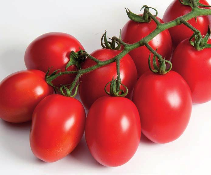 CAPRICCIO HF1 Mini plum tomato with outstanding taste ToMV:0-2/Fol:0/Ff:A-E TASTYNO TASTYNO HF1 Delicious and resistant to TYLCV ToMV:0-2/Ff:A-E /TYLCV DELICASSI DELICASSI HF1 Original and delicious