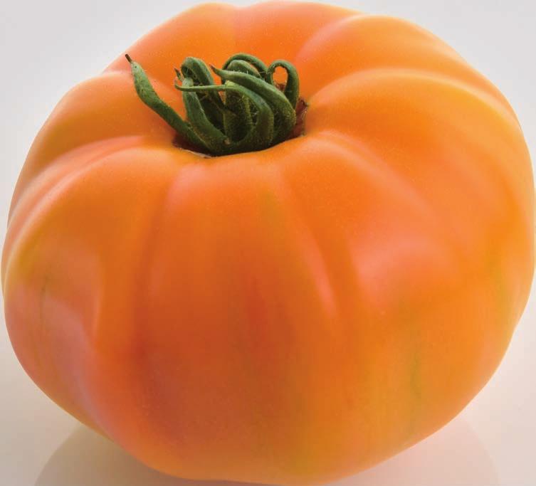 SPecialiTieS MARBONNE HF1 The best flavour in a large tomato ToMV:0-2/Fol:0 Red ribbed tomato with an excellent flavour. Vigorous and productive plant.