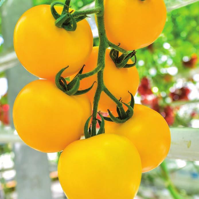 Grafting and cluster pruning 3 fruits recommended. All kinds of crop production.