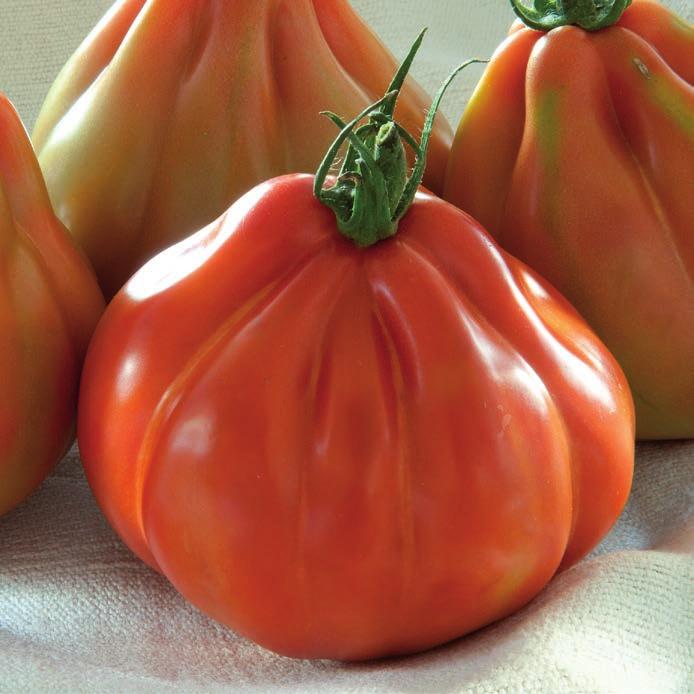 CAURALINA HF1 The garden-fresh flavour of tomato ToMV:0-2/For/Fol:0 Heart-shaped tomato which combines yield and flavour in every season. Very attractive red coloured fruit.