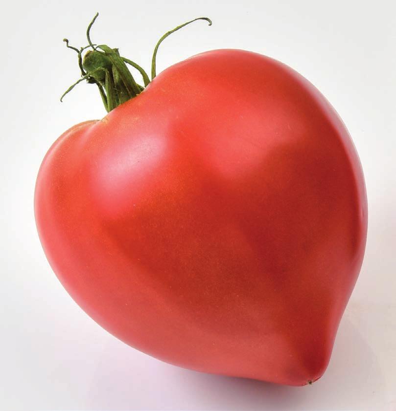 Suitable for heated and non-heated long crop production. BARTOLINA HF1 Tasteful pear-shaped tomato resistant to TSWV ToMV:0-2/Va:0/Vd:0/For/TSWV(0) Medium vigour plant.