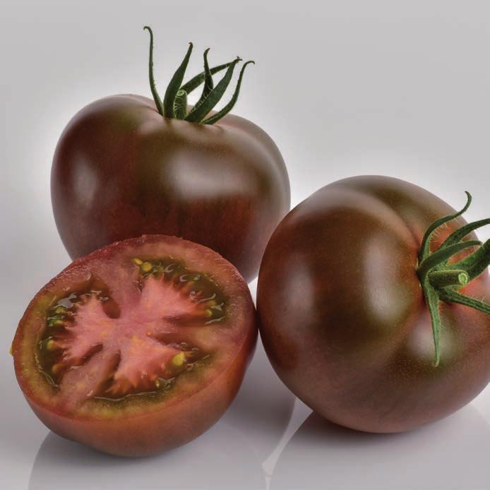 Very vigorous plant. Slightly flattened globe fruit. Dark brown with a green collar. Modern plant adapted to early sowing. High yield and taste quality. Original product with a strong differentiation.