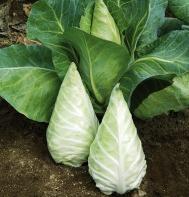 Cabbage (OG) Brassica oleracea