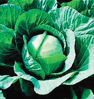 Cabbage (OG) Brassica oleracea Days 64 (early) Deep green 3lb