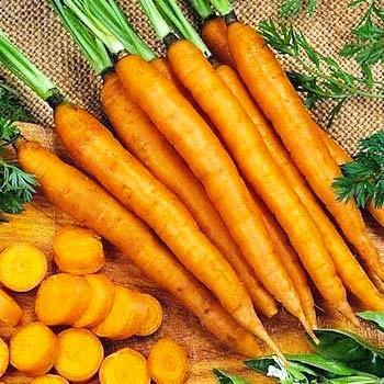 Carrots Daucus carota Days 36 Baby 54 Full Slender-Cylindrical (6 7 ) Crisp sweet flavor