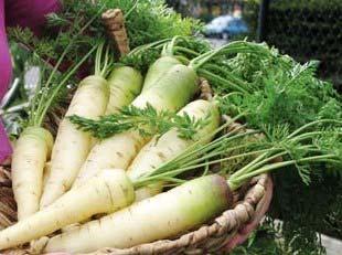 Carrots Daucus carota White Satin F1 Days 68 Pure white roots Cylindrical