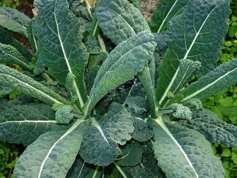 Kale Brassica oleracea Days: 30 Baby/ 45 Full Dark green,