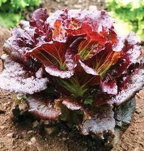 Lettuce, Loose Leaf Days: 48 Thick, crisp, dark red leaves with good flavor Very