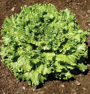 Lettuce, Tropicana Days: 52 full head Full Leaf lettuce Best heat and bolt tolerance of standard