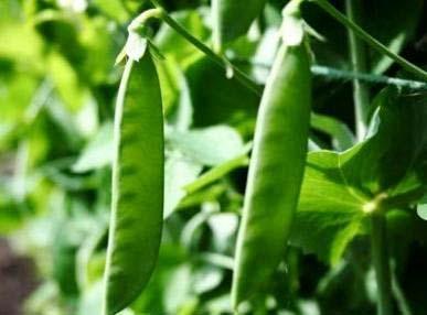 Snow Pea Pisum sativum Oregon Sugar Pod II OP Days: 70 Bush plants that stay compact 24-30 tall High yielding Large, thick 4-5 tender and